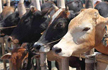 Dalits tonsured, paraded by Hindu Yuva Vahini activists for stealing cows